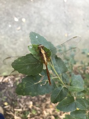 Orthetrum villosovittatum