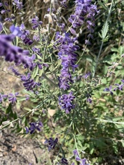 Salvia