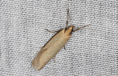Philobota hypocausta