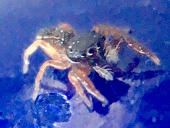 Metacyrba taeniola similis