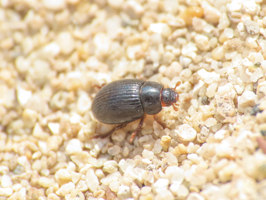 Trachyscelis aphodioides
