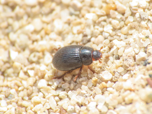 Trachyscelis aphodioides