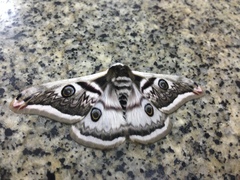 Saturnia pyretorum