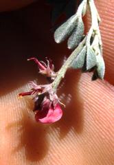 Indigofera meyeriana