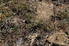 Indigofera meyeriana