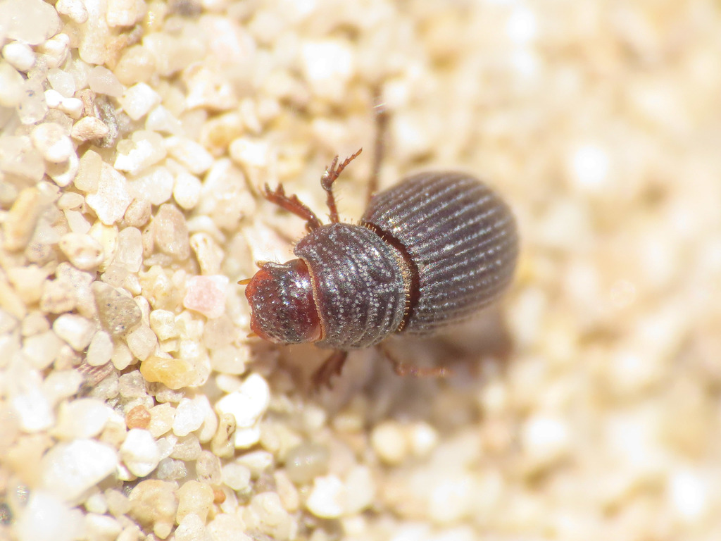 Brindalus porcicollis