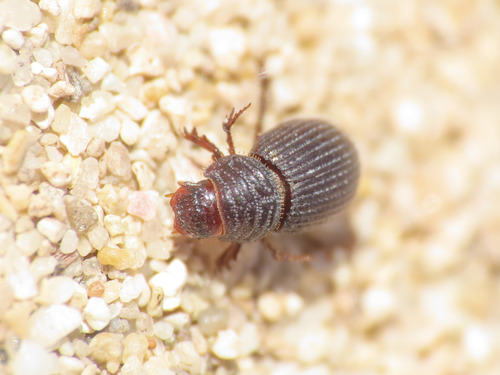 Brindalus porcicollis