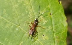 Ischnus inquisitorius