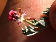 Indigofera meyeriana