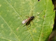 Ischnus inquisitorius