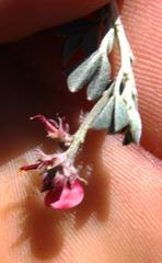 Indigofera meyeriana