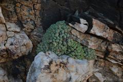 Conophytum quaesitum