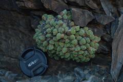 Conophytum quaesitum