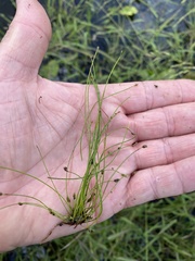 Eleocharis intermedia