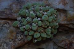 Conophytum quaesitum