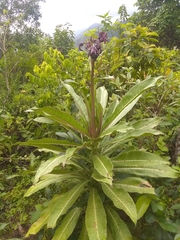 Lobelia robusta