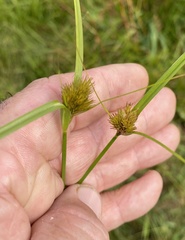 Carex sychnocephala