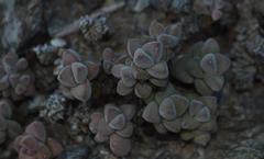 Crassula sericea sericea