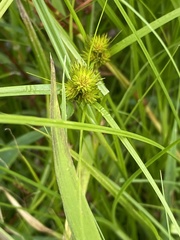 Carex sychnocephala