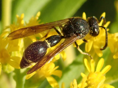 Eumenes coronatus