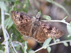 Erynnis meridianus