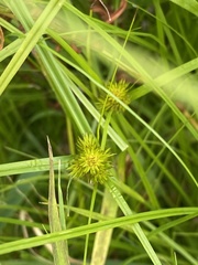 Carex sychnocephala