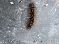 Lepidoptera