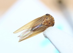 Agallia quadripunctata