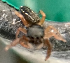 Metacyrba taeniola similis