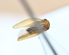 Agallia quadripunctata