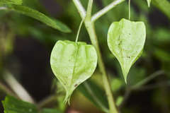 Physalis cordata