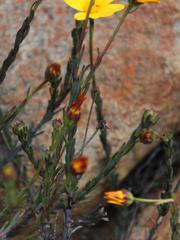 Osteospermum polygaloides polygaloides