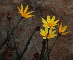 Osteospermum polygaloides polygaloides