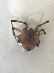 Latrodectus geometricus