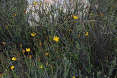 Osteospermum polygaloides polygaloides
