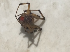 Latrodectus geometricus
