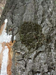 Pleurosticta acetabulum