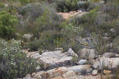 Osteospermum polygaloides polygaloides
