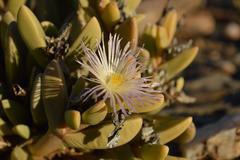 Hartmanthus pergamentaceus