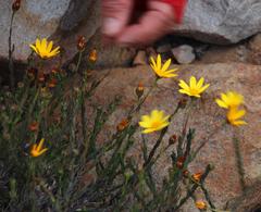 Osteospermum polygaloides polygaloides