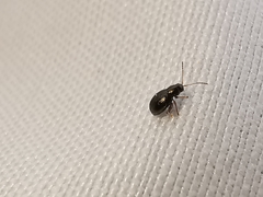 Chaetocnema hortensis