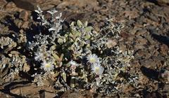 Hartmanthus pergamentaceus