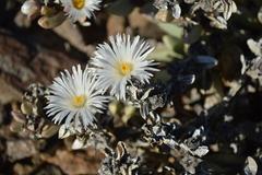 Hartmanthus pergamentaceus