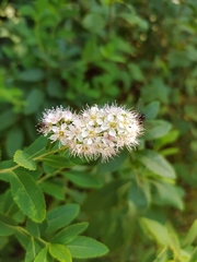 Spiraea salicifolia