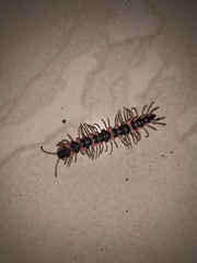 Helicorthomorpha