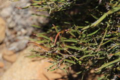 Searsia ciliata