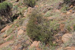 Searsia ciliata