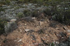 Papio ursinus ursinus