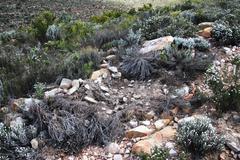 Papio ursinus ursinus