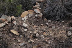 Papio ursinus ursinus